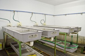 INTERNO INCUBATOIO   