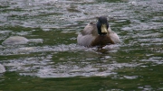 PIC_7034 (1)
